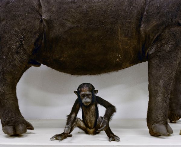 Danielle van ark, The mounted life 2011 baby chimp