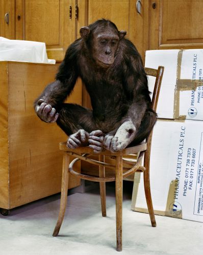 Danielle van ark, The mounted life 2011 chimp