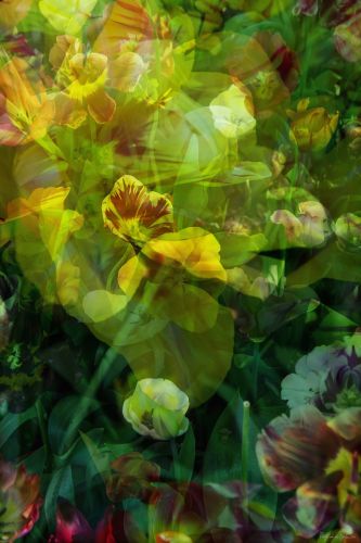 Margot van de stolpe, Wild flowers 2